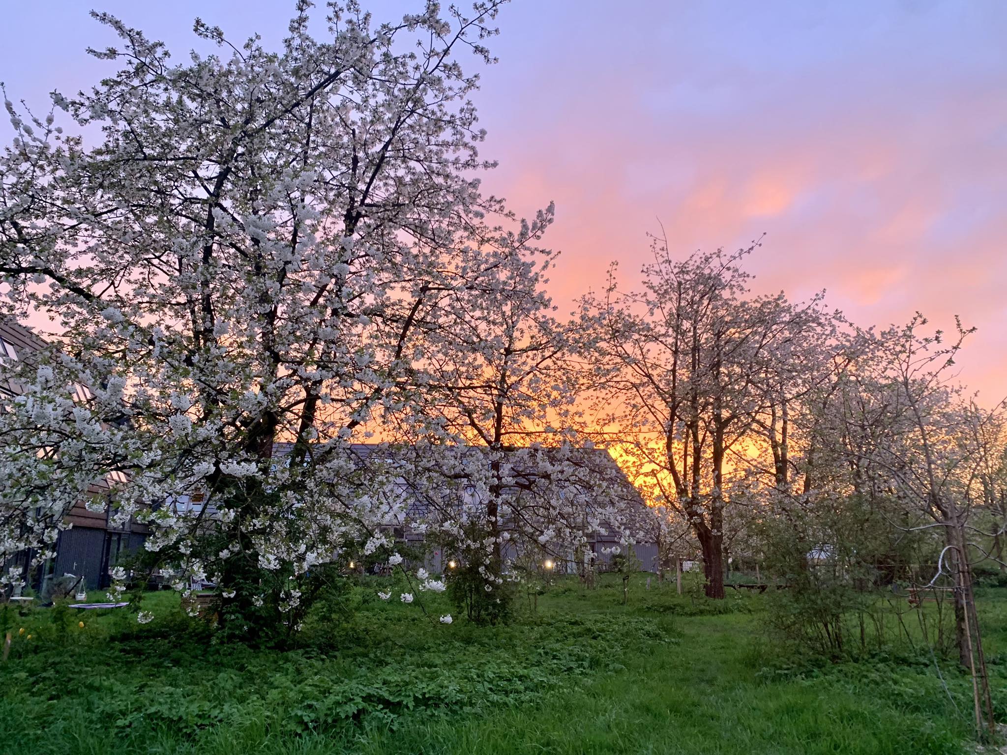 De kersenboomgaard in bloei bij zonsondergang